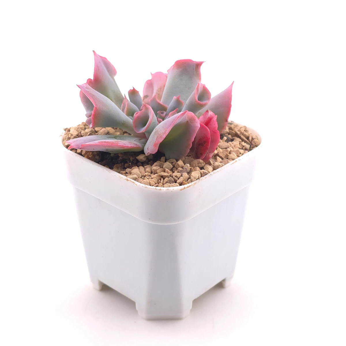 Echeveria ‘Magic Flute’ / ‘Trumpet Pinky’ | 魔笛 thumbnail 3