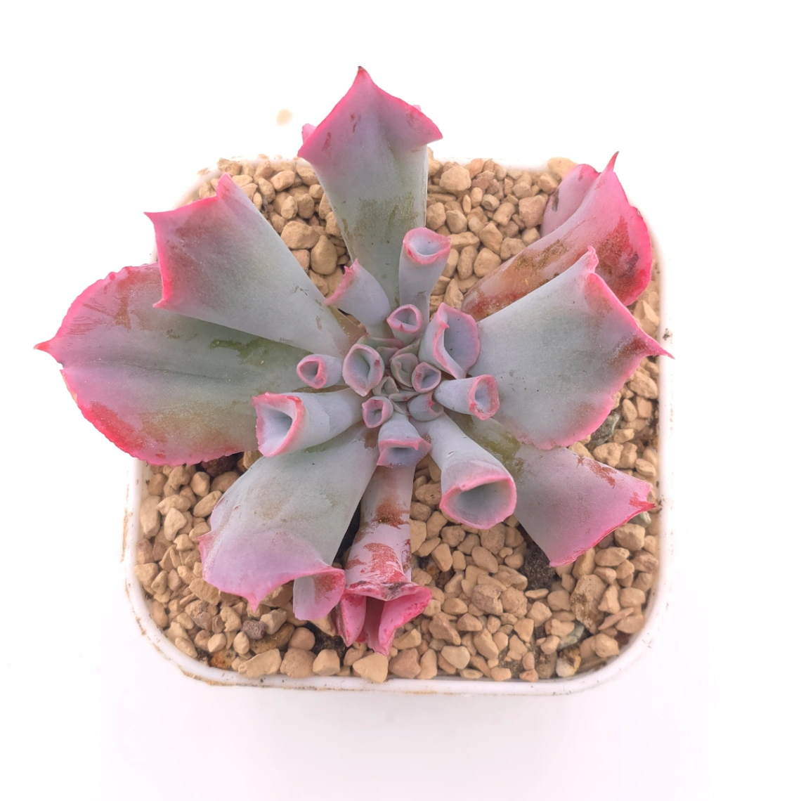 Echeveria ‘Magic Flute’ / ‘Trumpet Pinky’ | 魔笛 - View 1