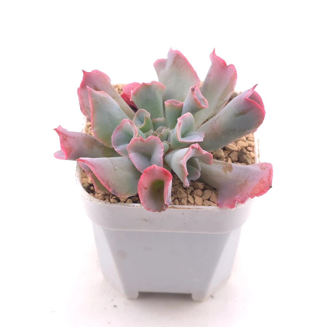 Echeveria ‘Magic Flute’ / ‘Trumpet Pinky’ | 魔笛 thumbnail 2