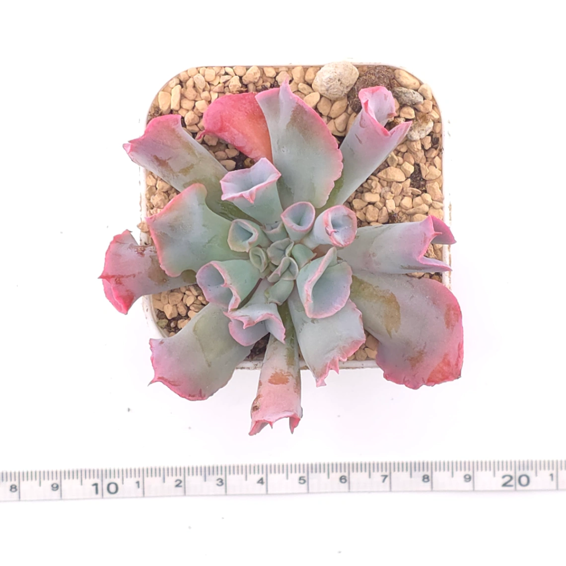 Echeveria ‘Magic Flute’ / ‘Trumpet Pinky’ | 魔笛 thumbnail 4