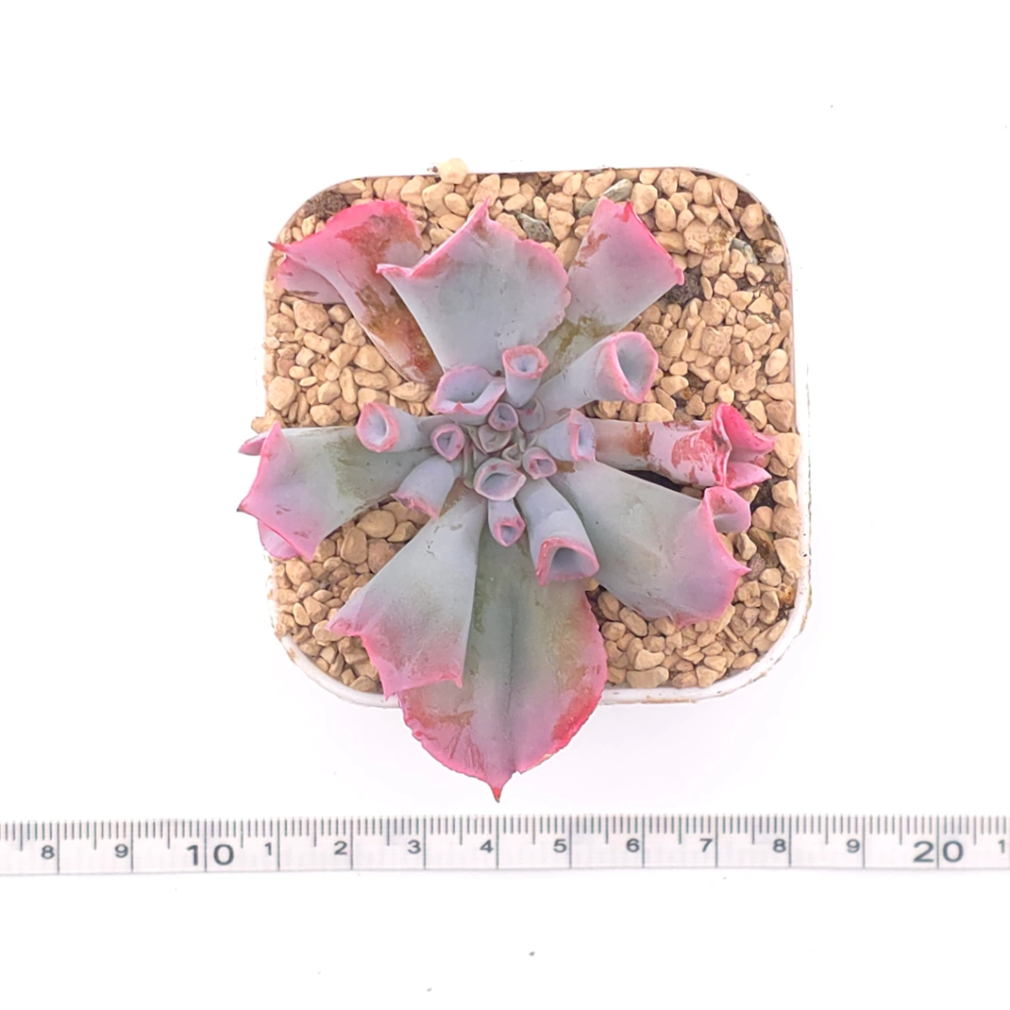Echeveria ‘Magic Flute’ / ‘Trumpet Pinky’ | 魔笛 thumbnail 4