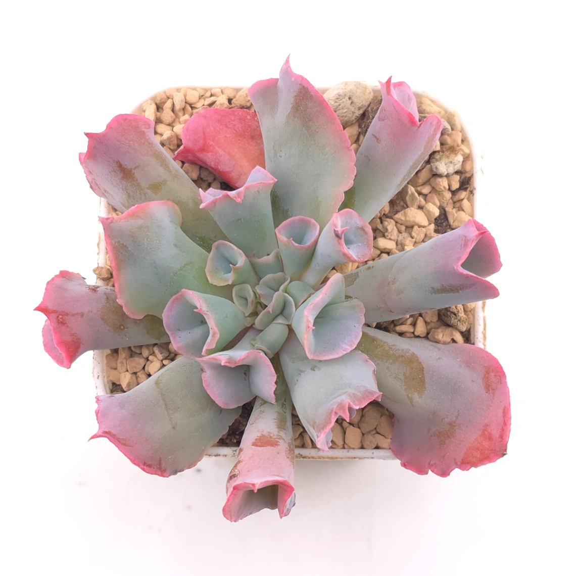 Echeveria ‘Magic Flute’ / ‘Trumpet Pinky’ | 魔笛 - View 1