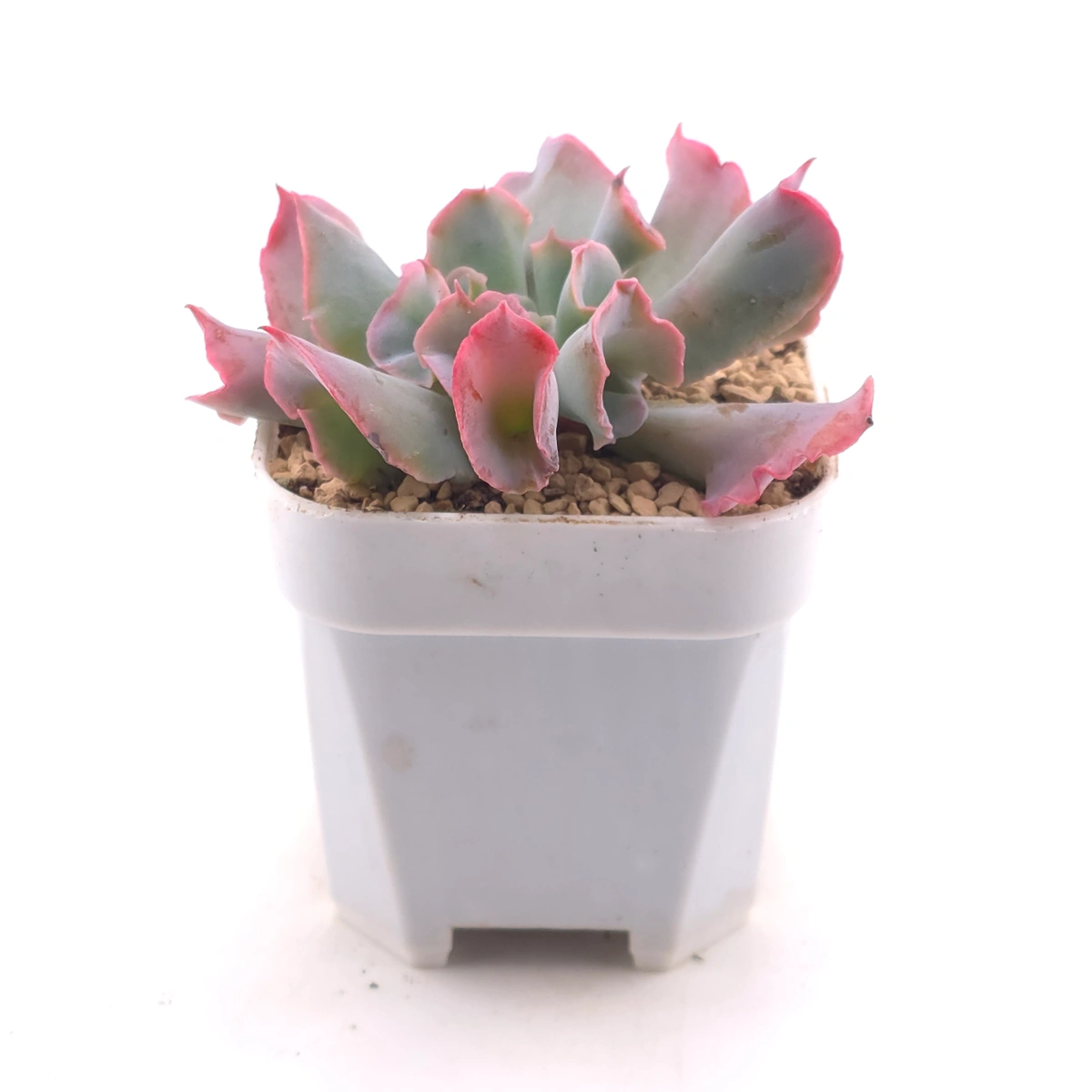 Echeveria ‘Magic Flute’ / ‘Trumpet Pinky’ | 魔笛 thumbnail 3