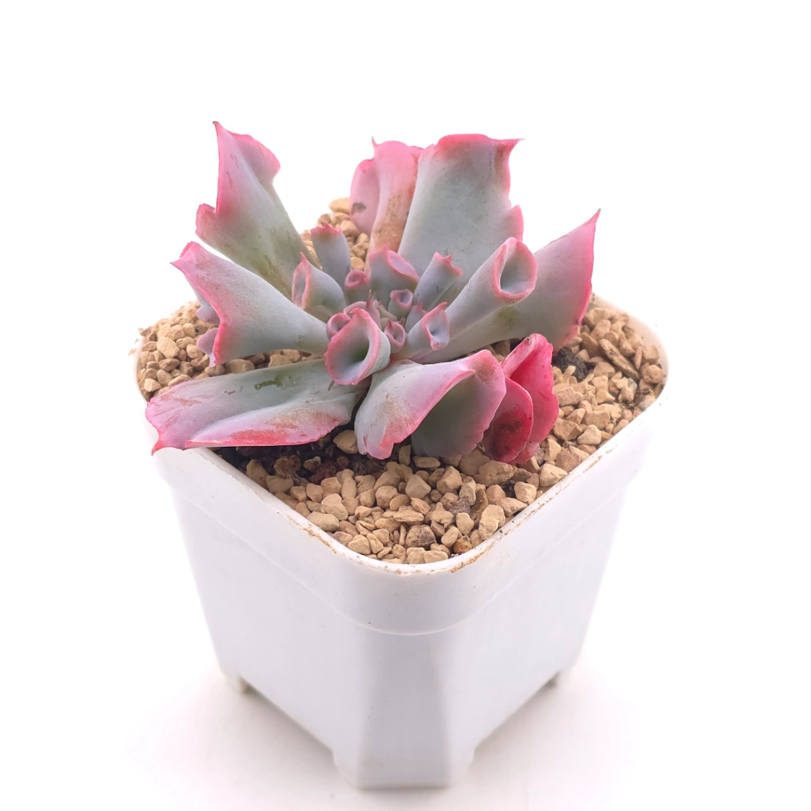 Echeveria ‘Magic Flute’ / ‘Trumpet Pinky’ | 魔笛 thumbnail 2