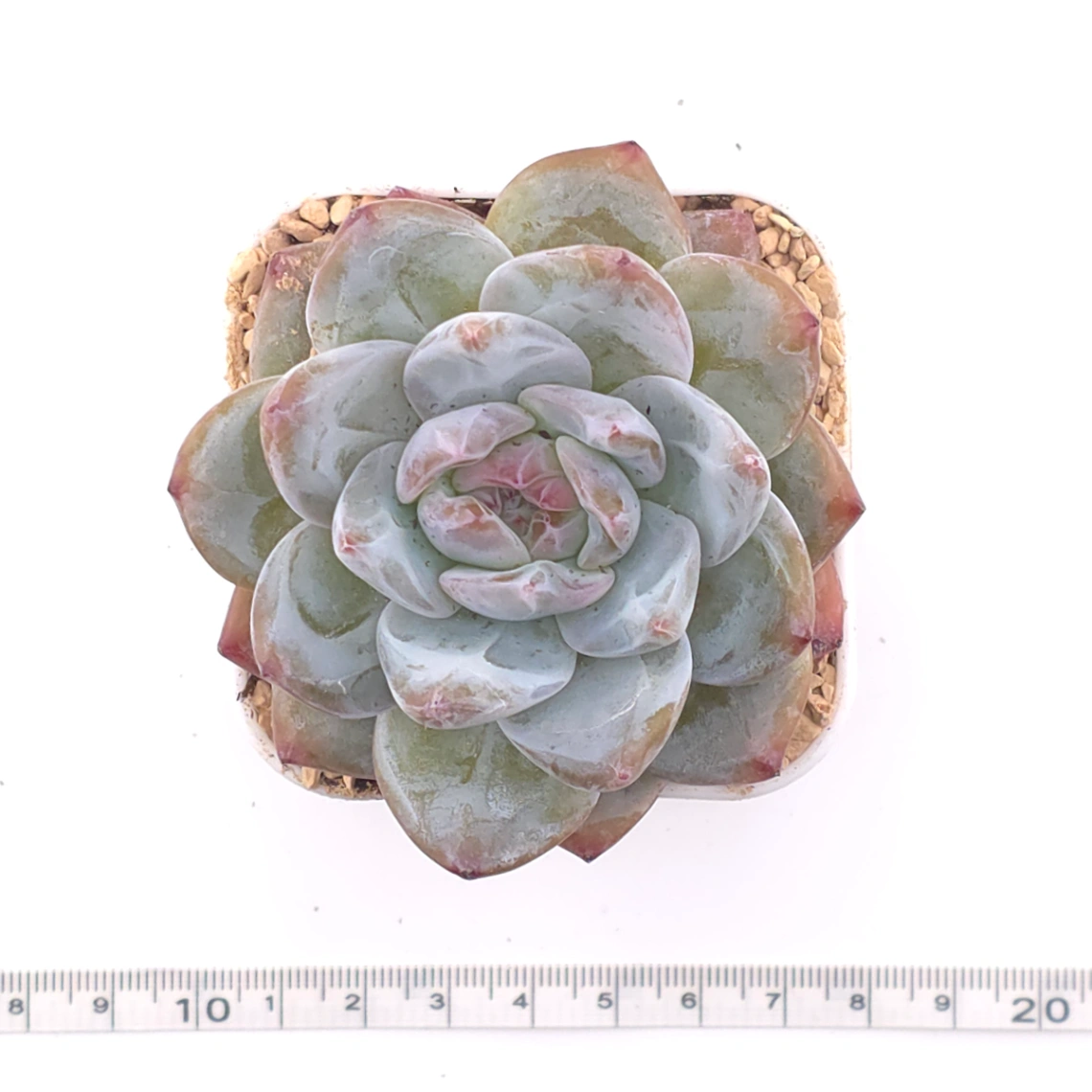 Echeveria ‘Monroe’ | 夢露 thumbnail 4