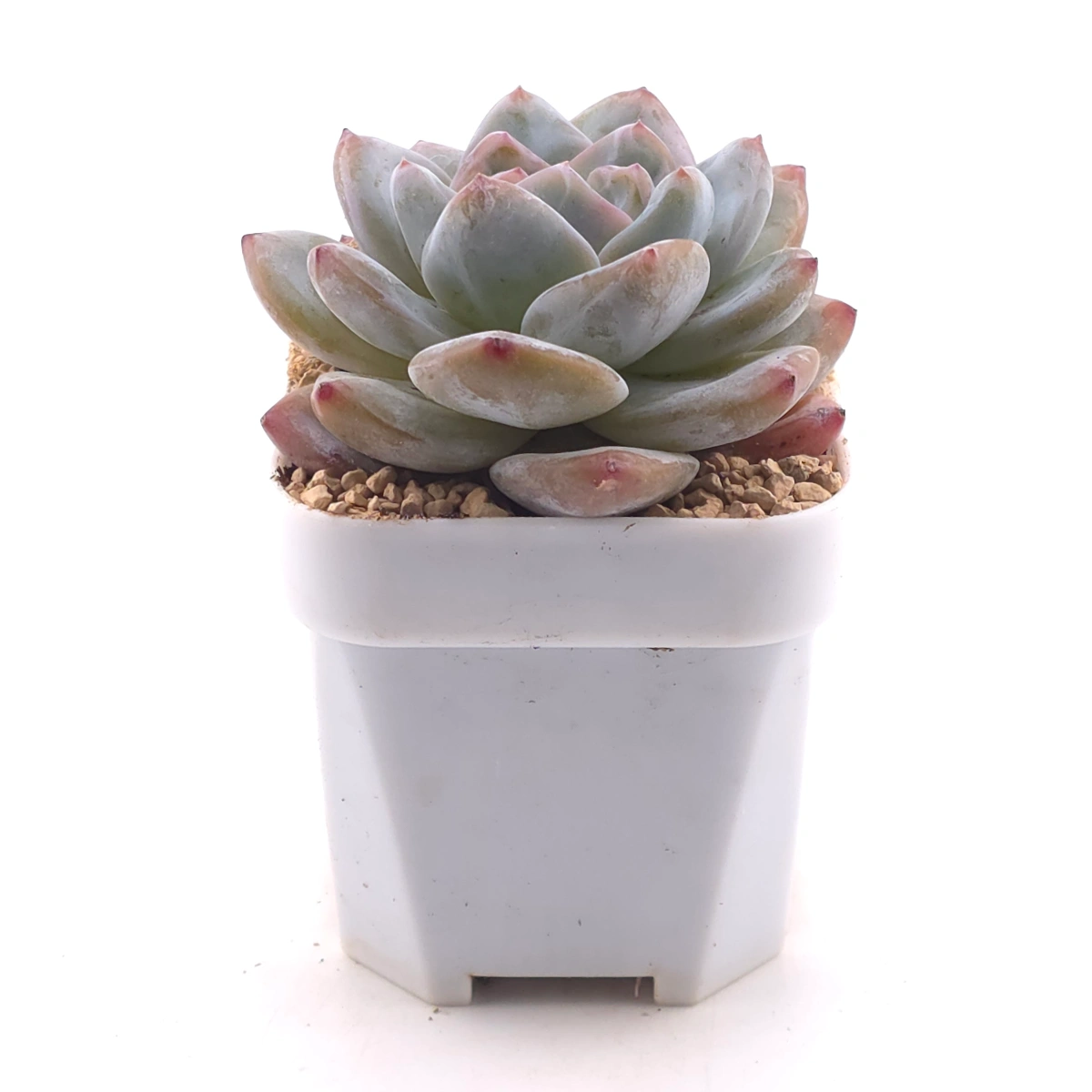 Echeveria ‘Monroe’ | 夢露 thumbnail 3