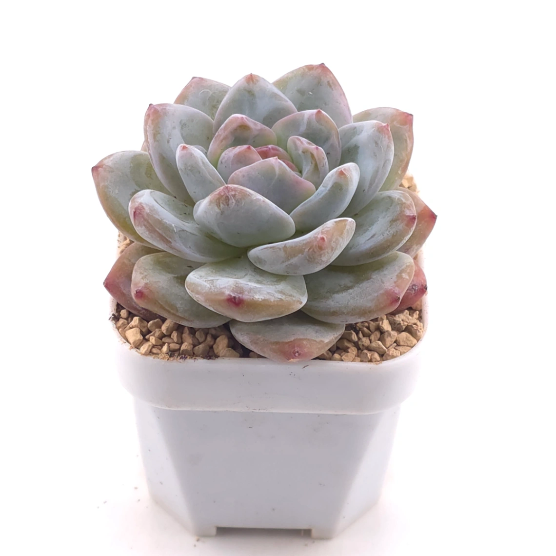 Echeveria ‘Monroe’ | 夢露 thumbnail 2