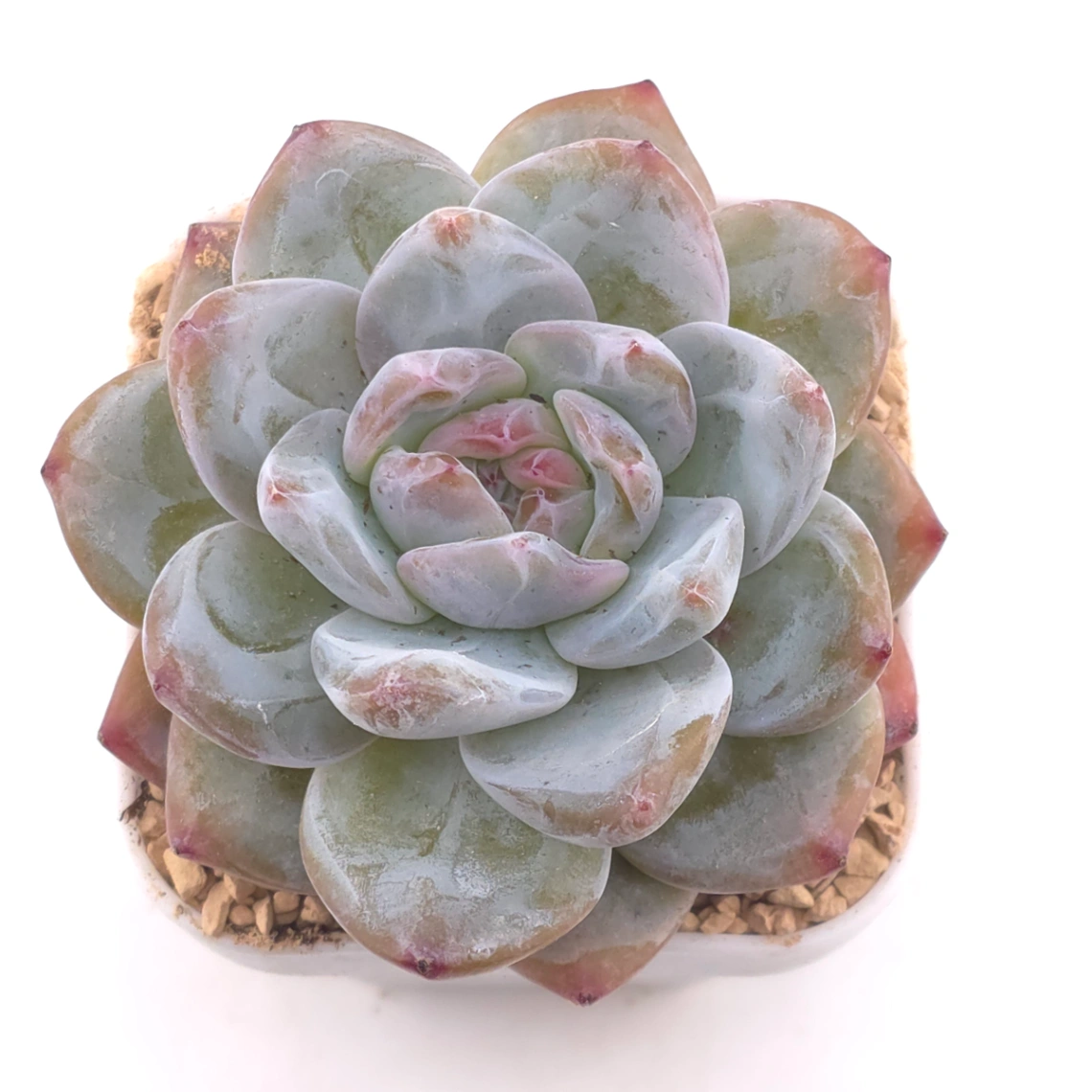 Echeveria ‘Monroe’ | 夢露 - View 1