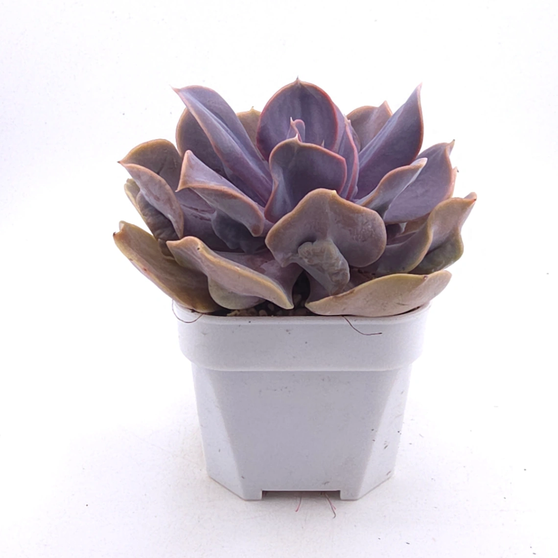 Echeveria 'Pearl In Love' | 熱戀珍珠 thumbnail 3