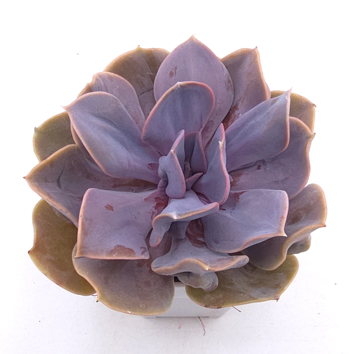 Echeveria 'Pearl In Love' | 熱戀珍珠 - View 1