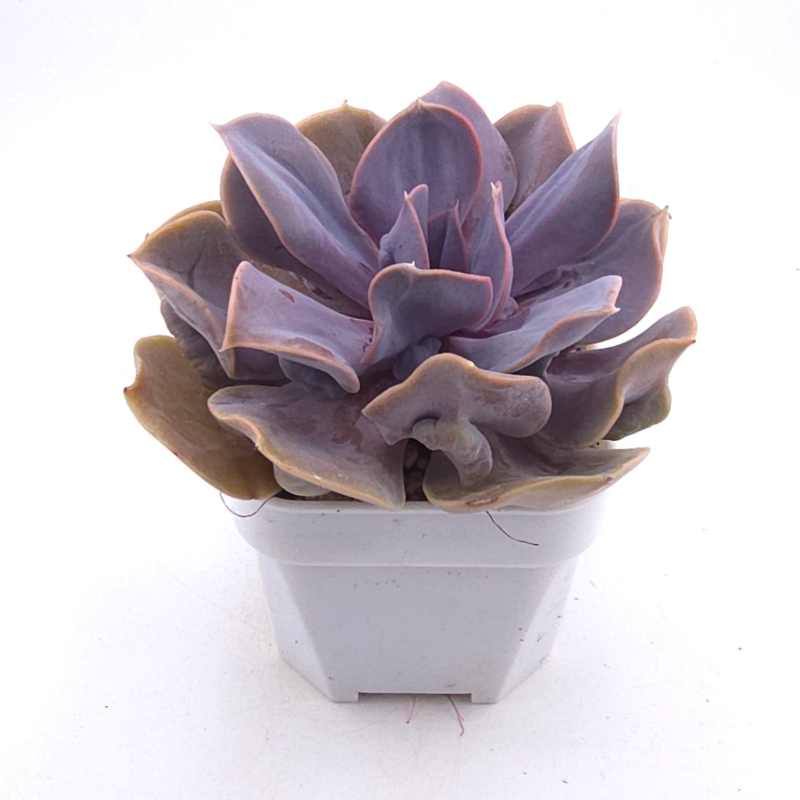 Echeveria 'Pearl In Love' | 熱戀珍珠 thumbnail 2