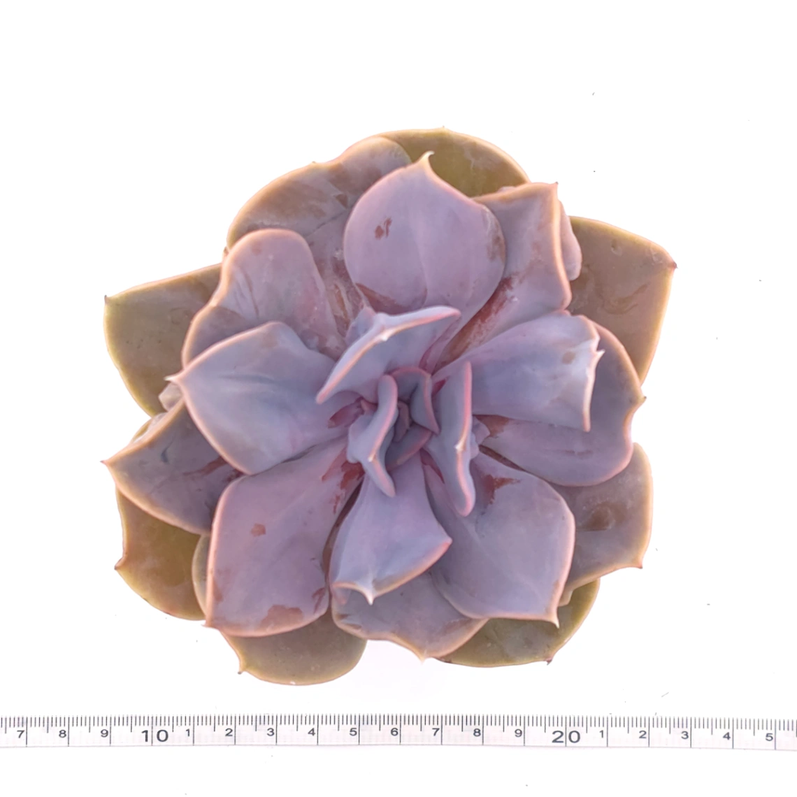 Echeveria 'Pearl In Love' | 熱戀珍珠 thumbnail 4