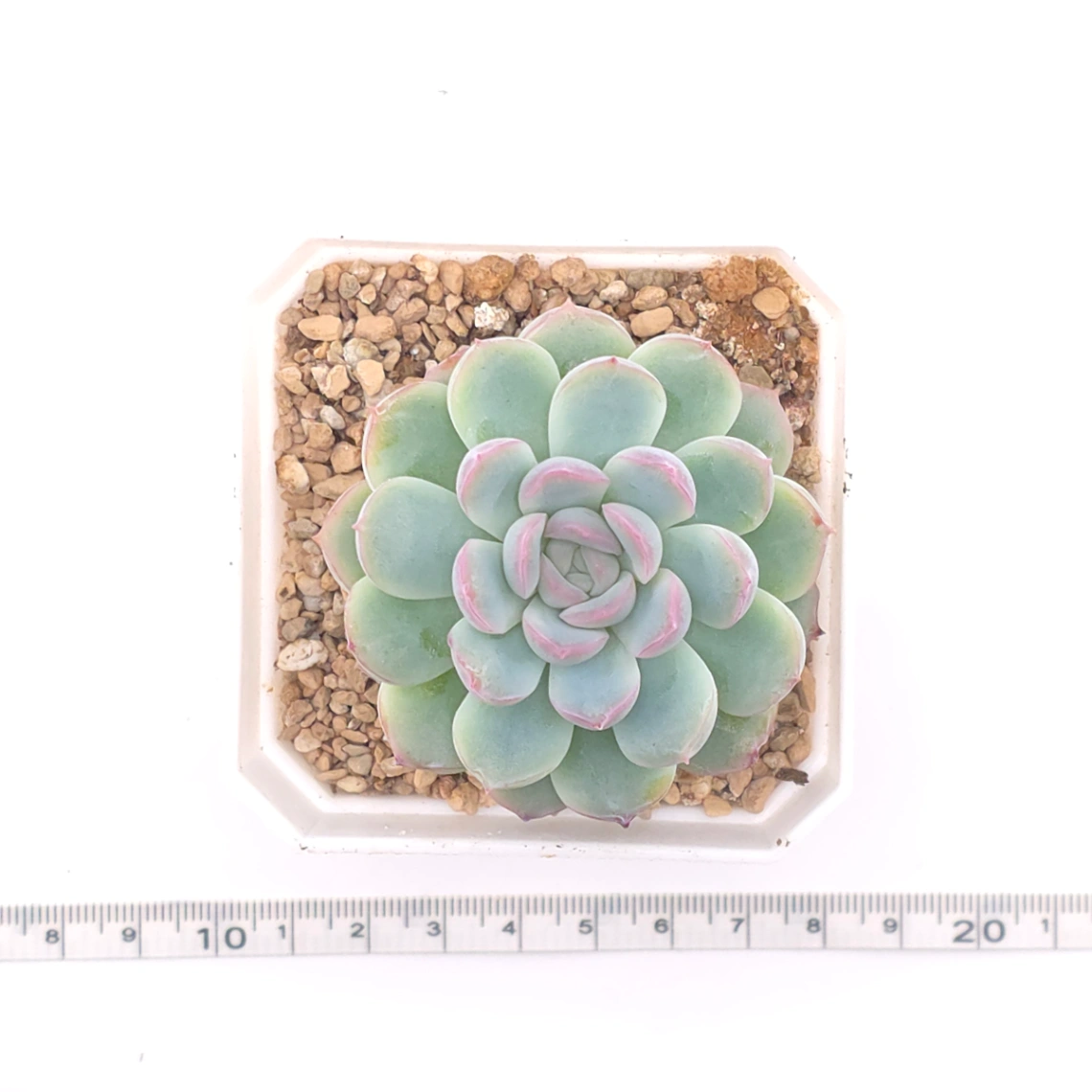 Echeveria ‘Pink Line’ | 粉線石蓮 thumbnail 4