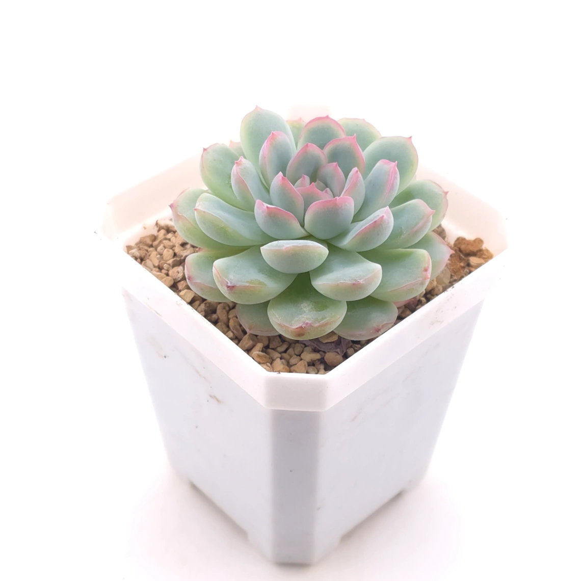 Echeveria ‘Pink Line’ | 粉線石蓮 thumbnail 2