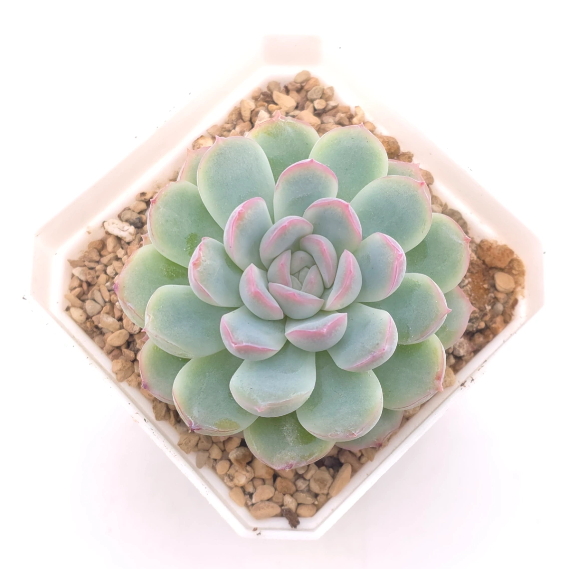 Echeveria ‘Pink Line’ | 粉線石蓮 - View 1