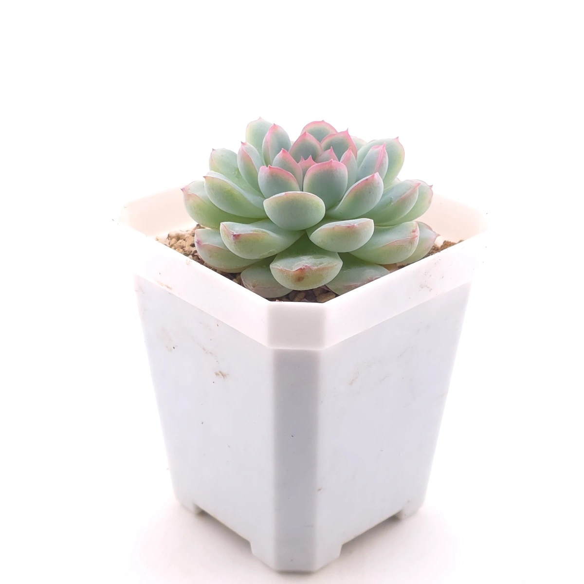 Echeveria ‘Pink Line’ | 粉線石蓮 thumbnail 3