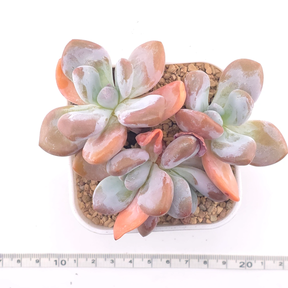 Echeveria Pink Rabbit | 粉兔 thumbnail 4