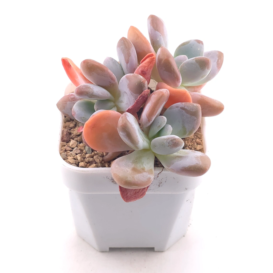 Echeveria Pink Rabbit | 粉兔 thumbnail 2