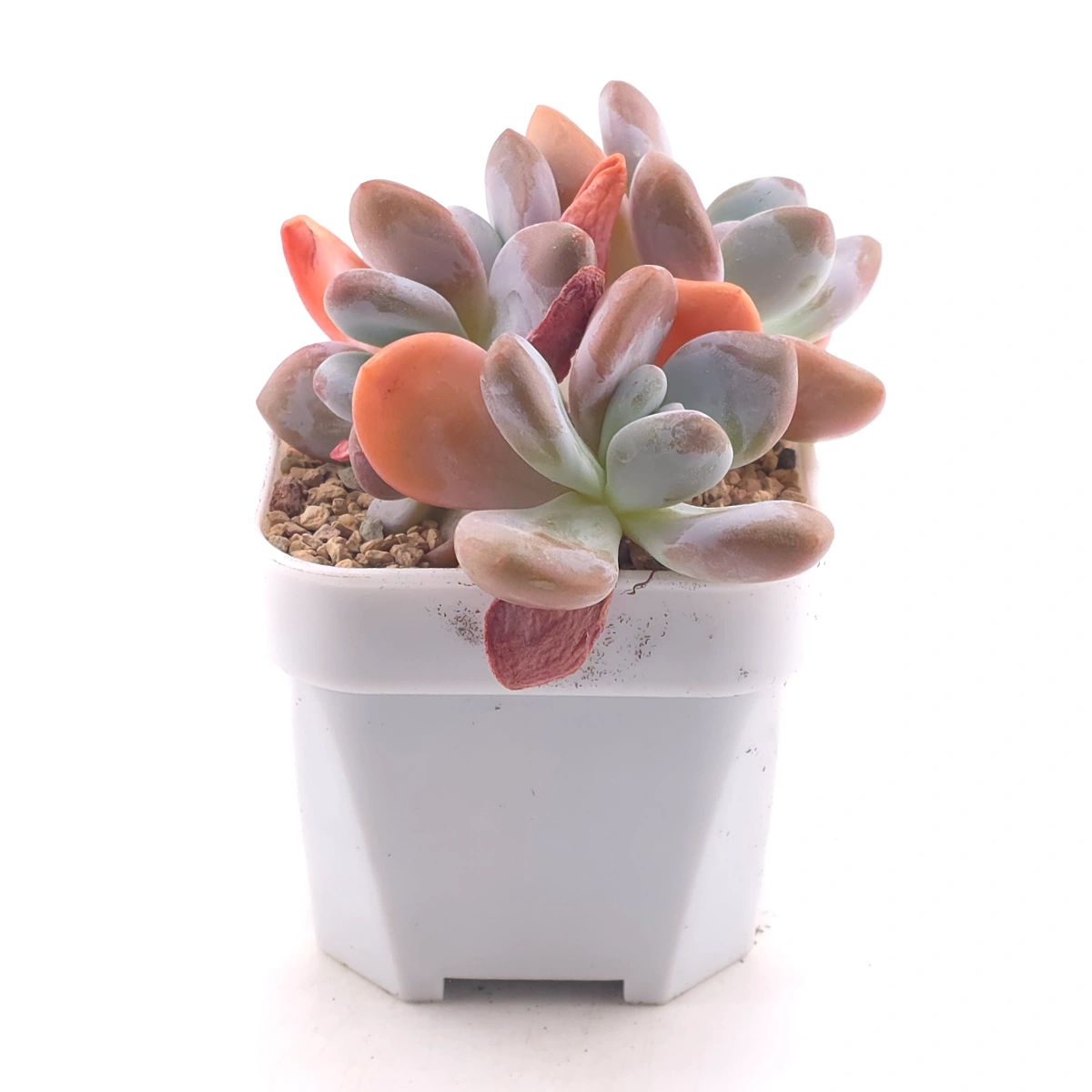 Echeveria Pink Rabbit | 粉兔 thumbnail 3
