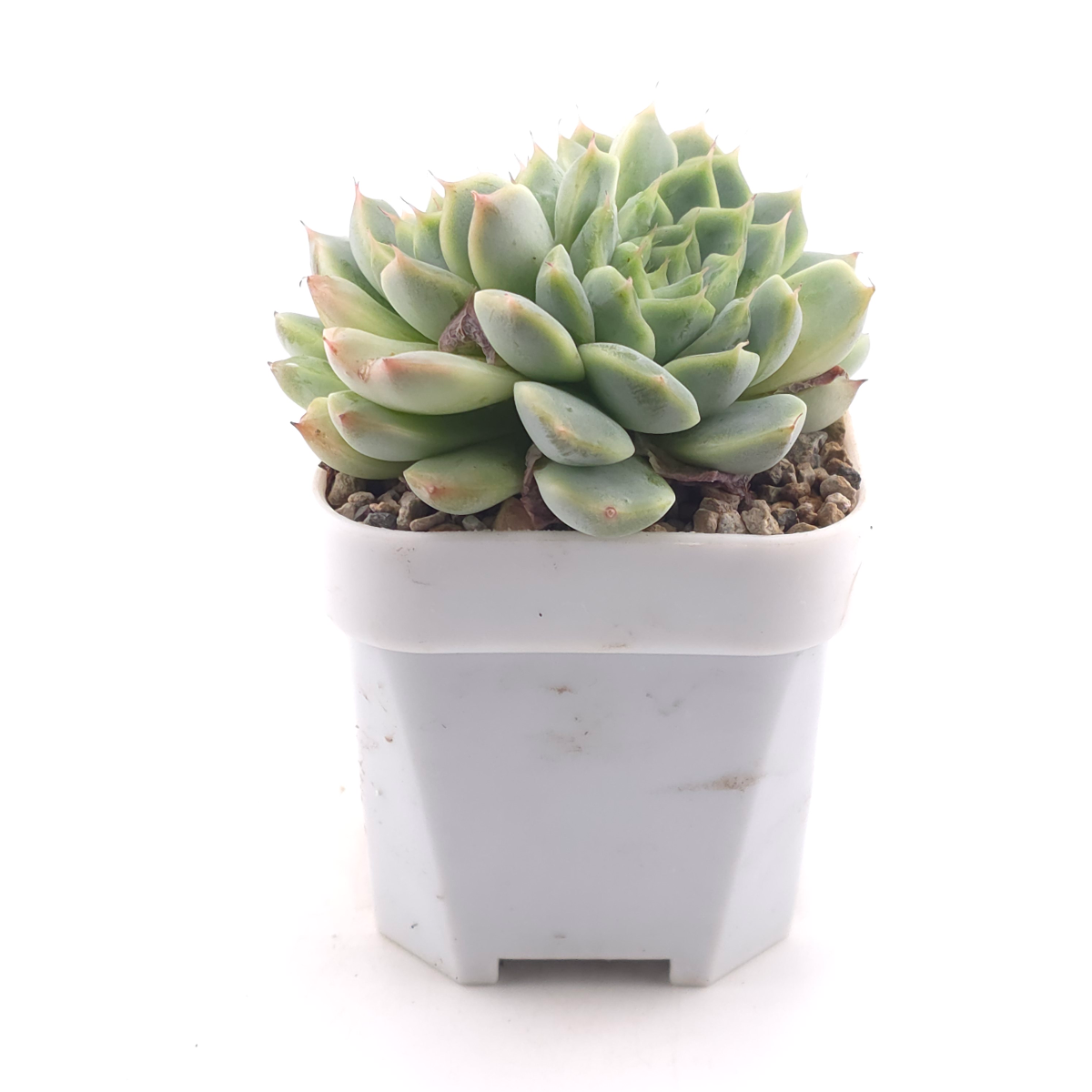 Echeveria ‘Pink Sea’ | 粉海 thumbnail 3