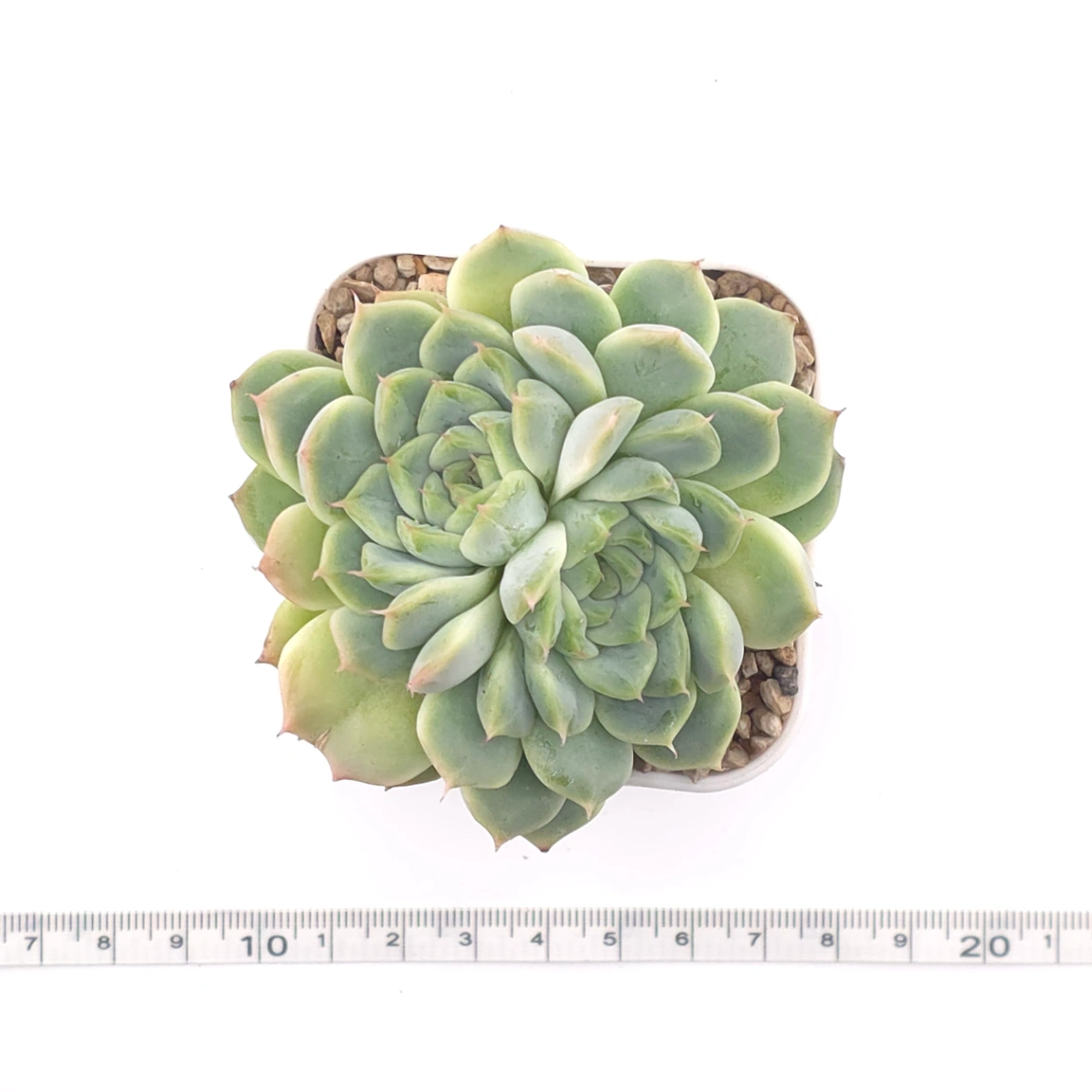 Echeveria ‘Pink Sea’ | 粉海 thumbnail 4