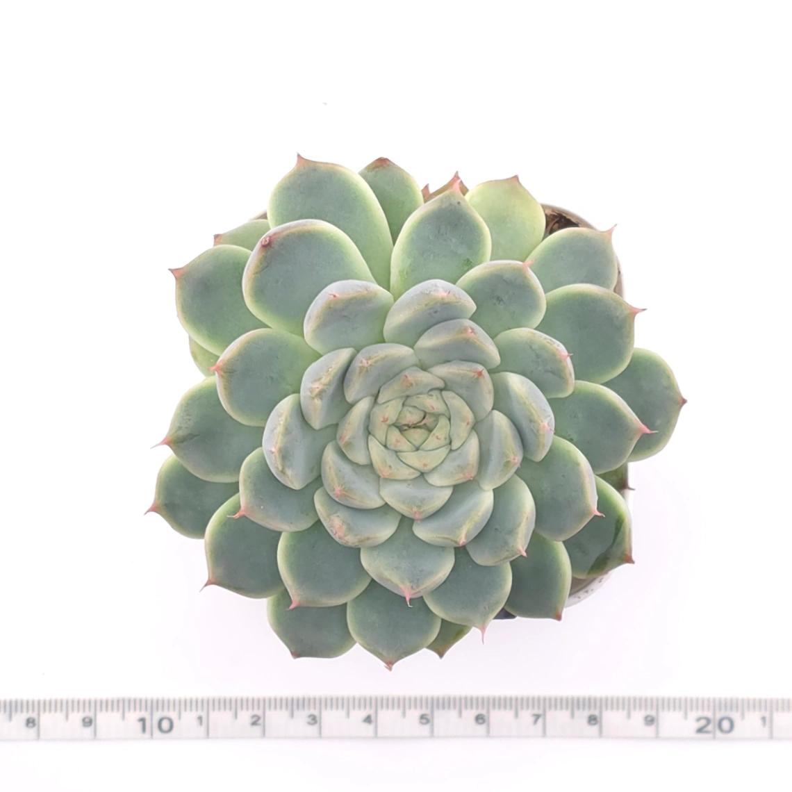 Echeveria ‘Pink Sea’ | 粉海 thumbnail 4