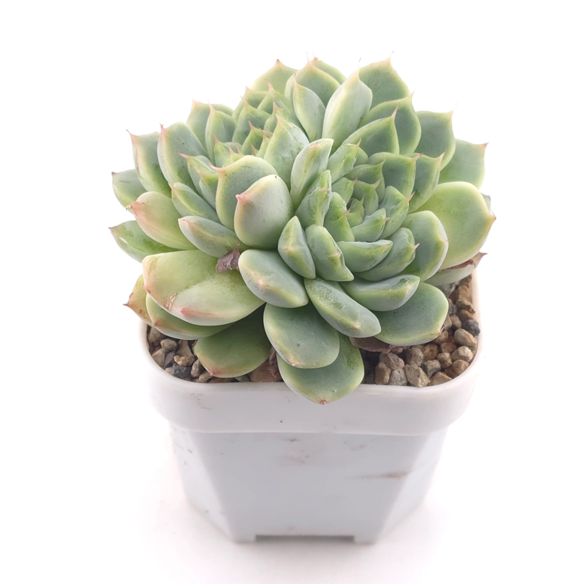 Echeveria ‘Pink Sea’ | 粉海 thumbnail 2