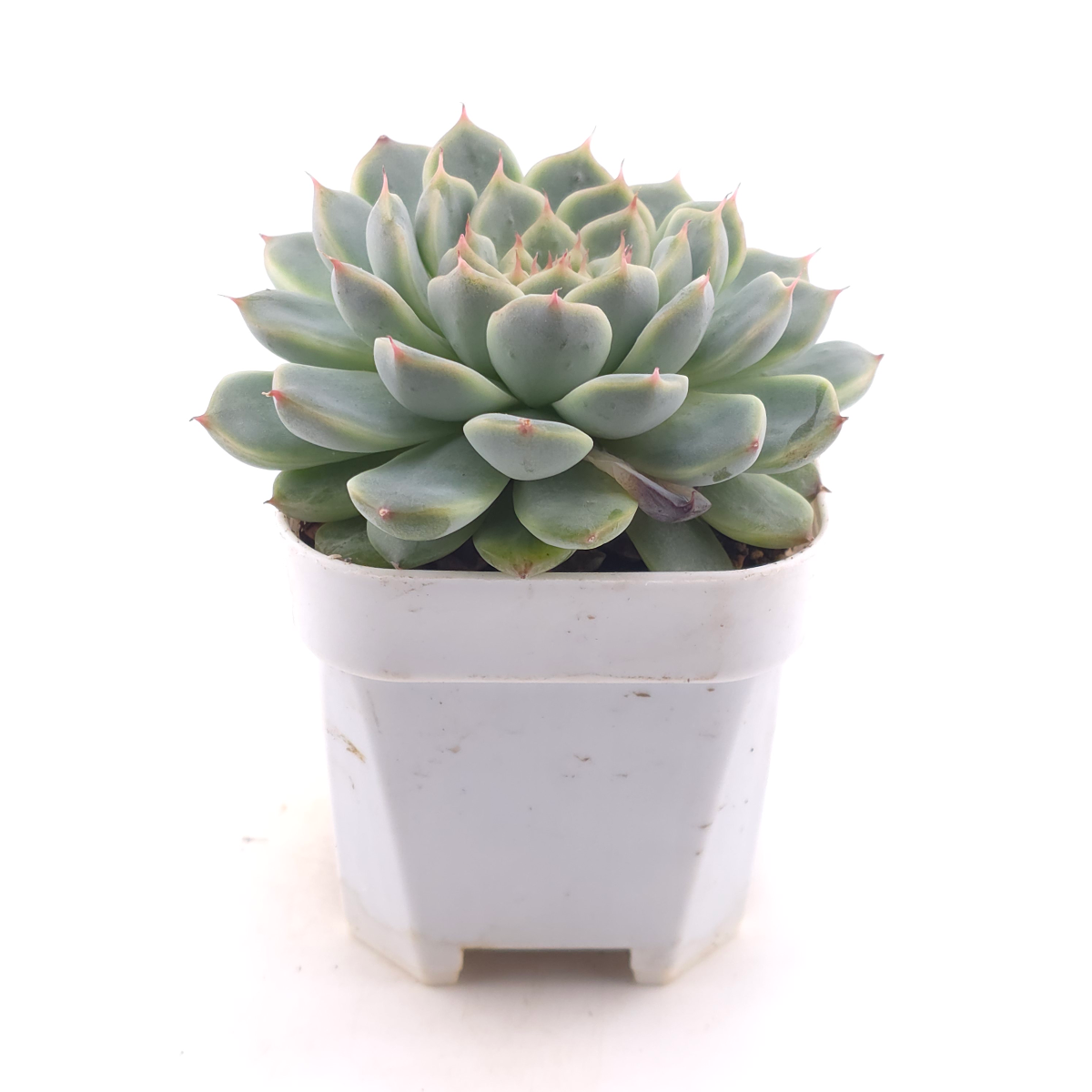 Echeveria ‘Pink Sea’ | 粉海 thumbnail 3