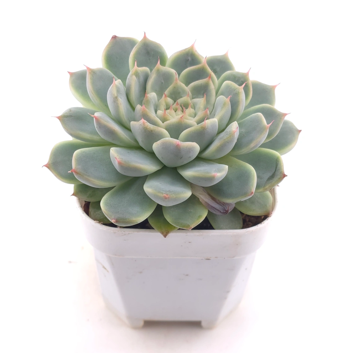 Echeveria ‘Pink Sea’ | 粉海 thumbnail 2