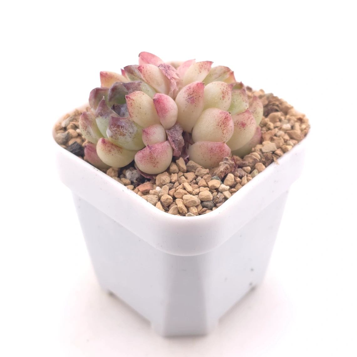 Echeveria 'Purple Violet' | 紫晶蓮 thumbnail 2