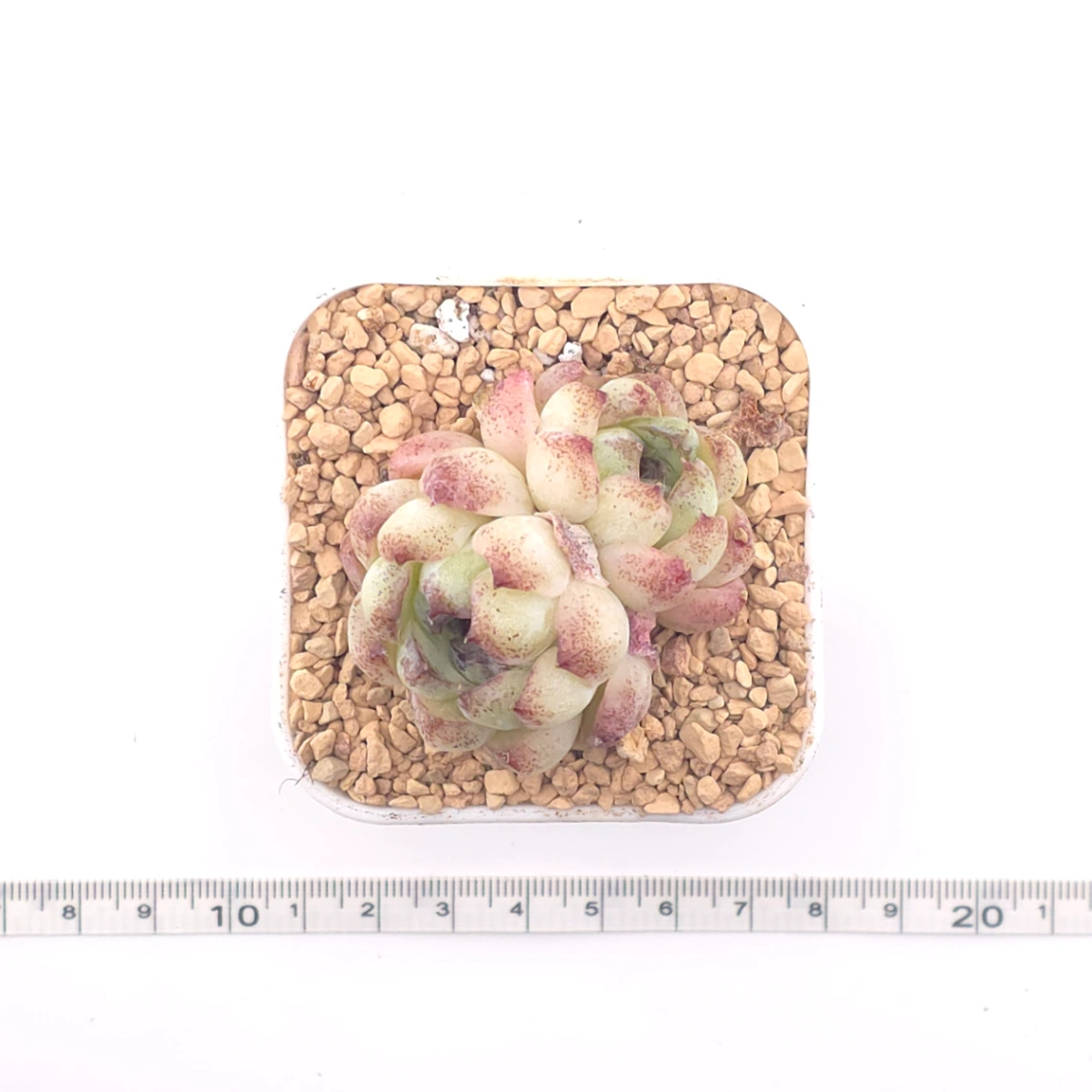 Echeveria 'Purple Violet' | 紫晶蓮 thumbnail 4