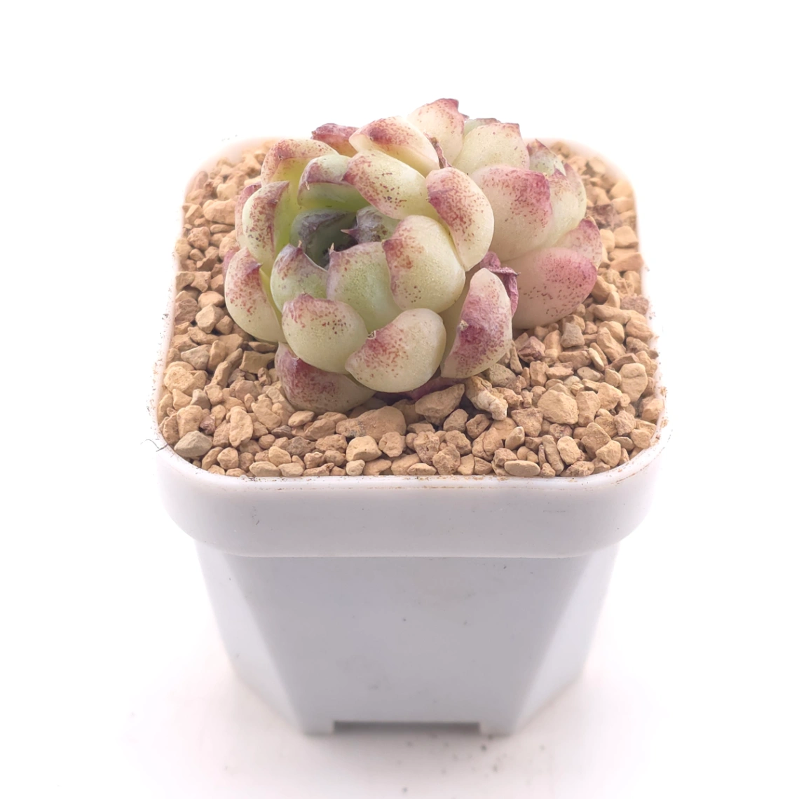 Echeveria 'Purple Violet' | 紫晶蓮 thumbnail 2
