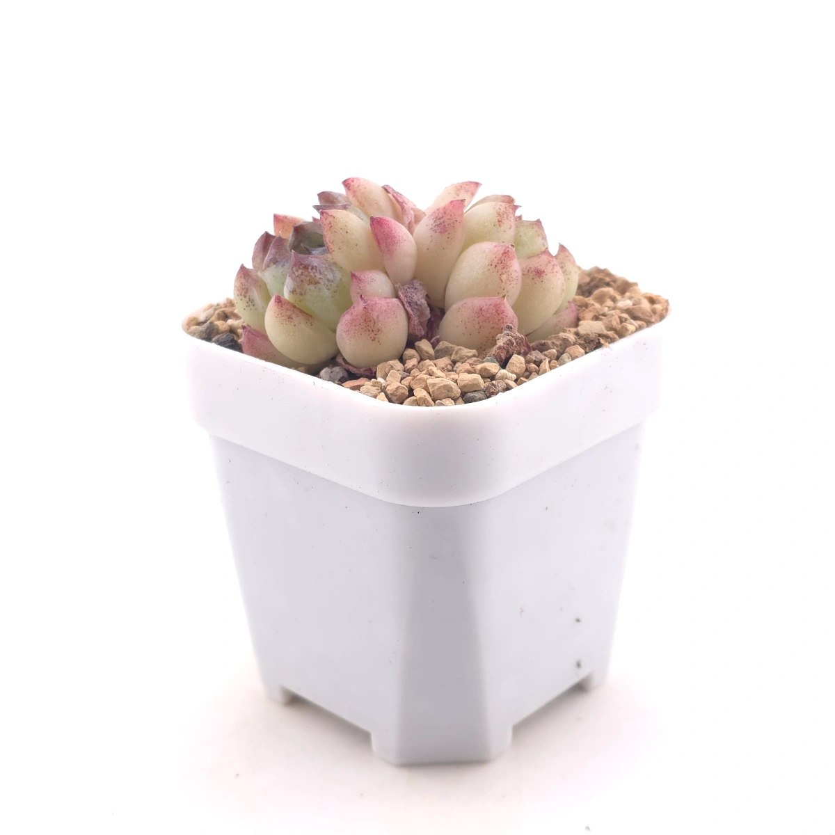 Echeveria 'Purple Violet' | 紫晶蓮 thumbnail 3