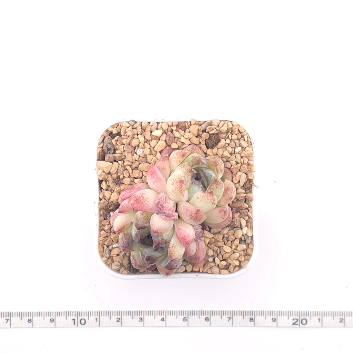 Echeveria 'Purple Violet' | 紫晶蓮 thumbnail 4