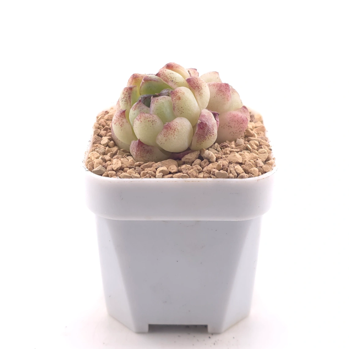Echeveria 'Purple Violet' | 紫晶蓮 thumbnail 3