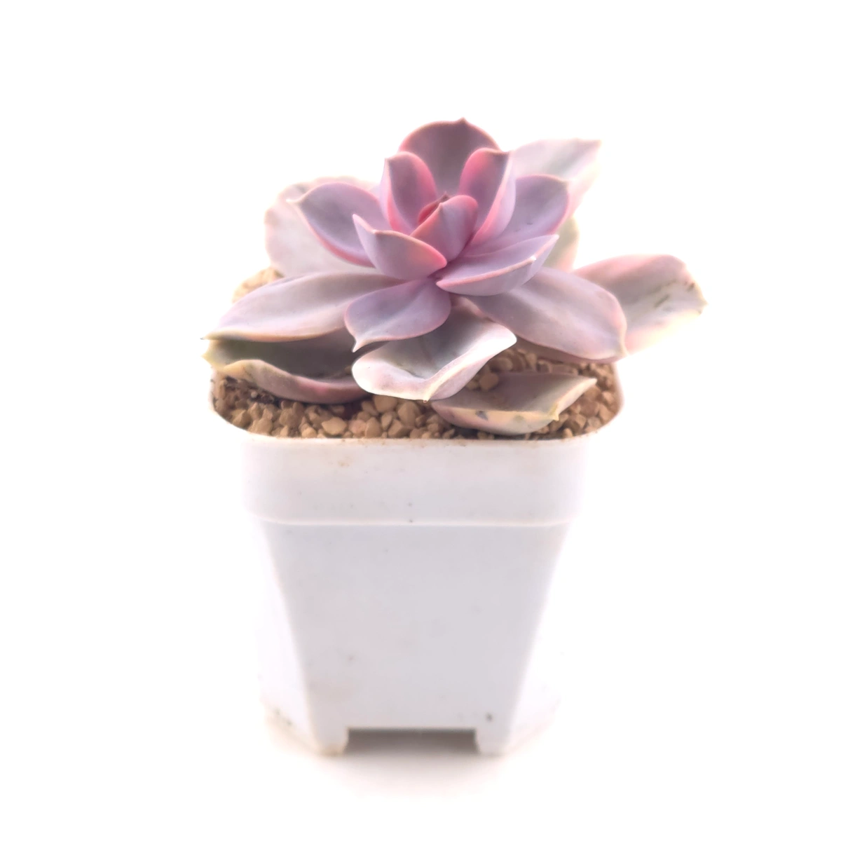 Echeveria ‘Rainbow’ | 彩虹錦 thumbnail 3