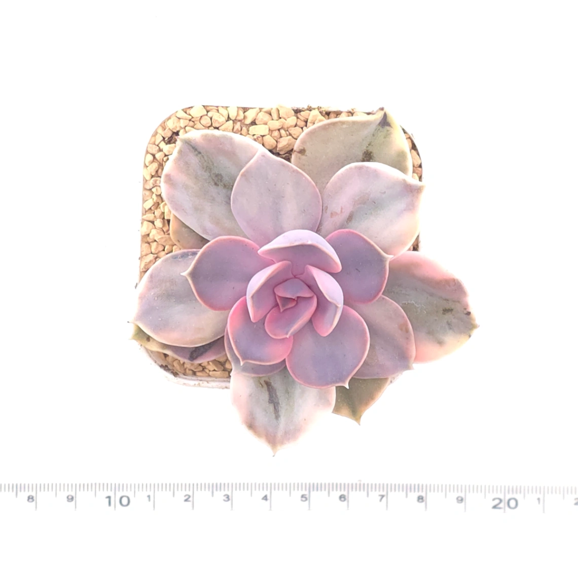 Echeveria ‘Rainbow’ | 彩虹錦 thumbnail 4