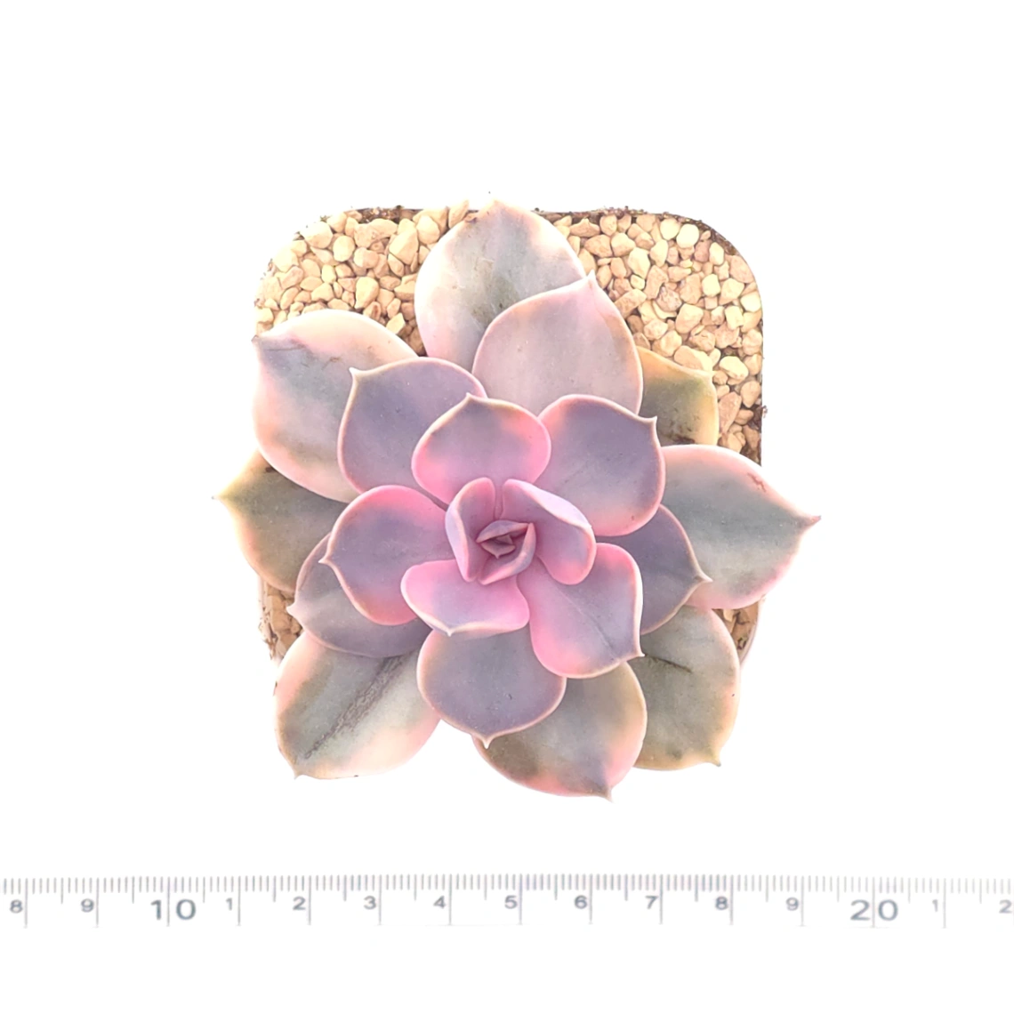 Echeveria ‘Rainbow’ | 彩虹錦 thumbnail 4