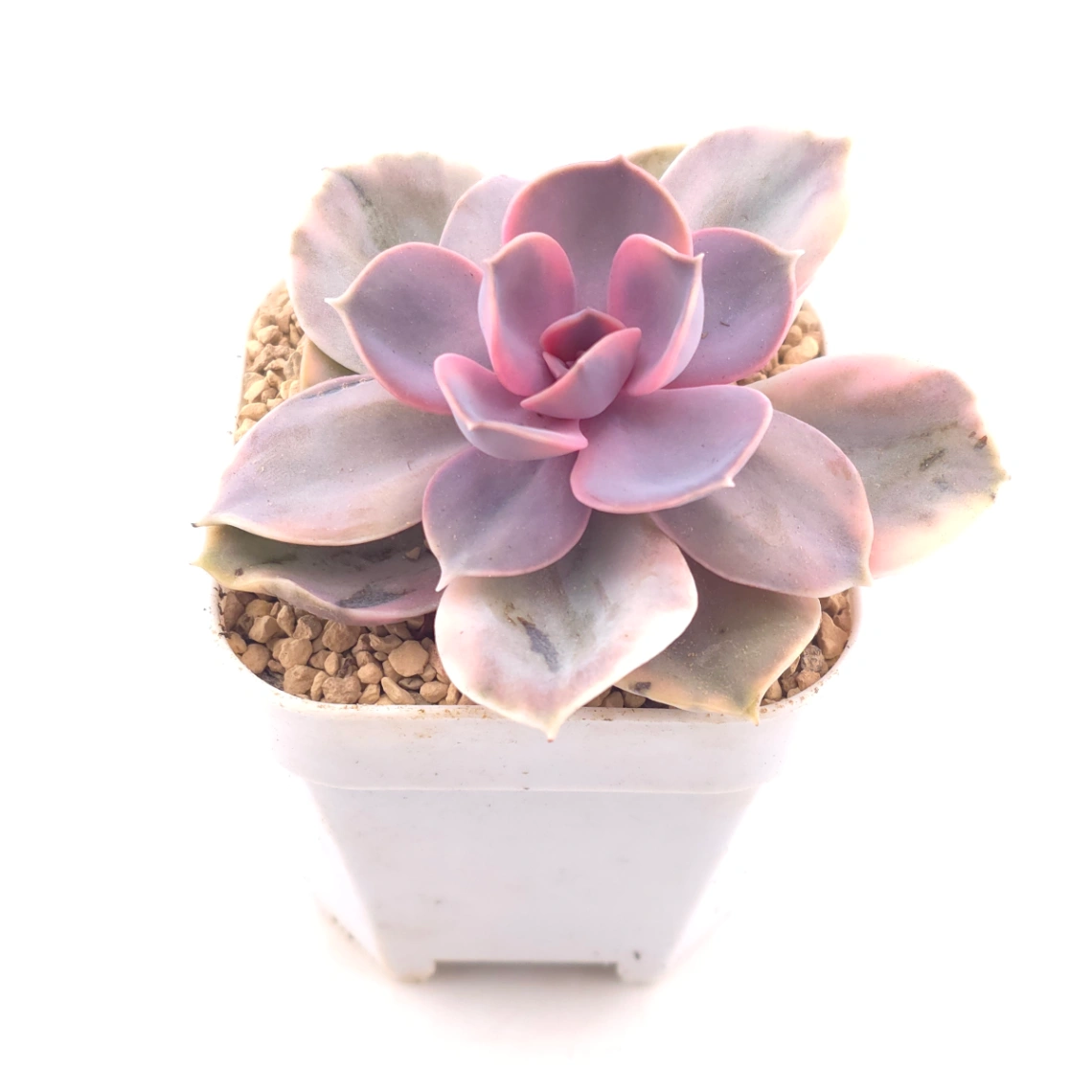Echeveria ‘Rainbow’ | 彩虹錦 thumbnail 2