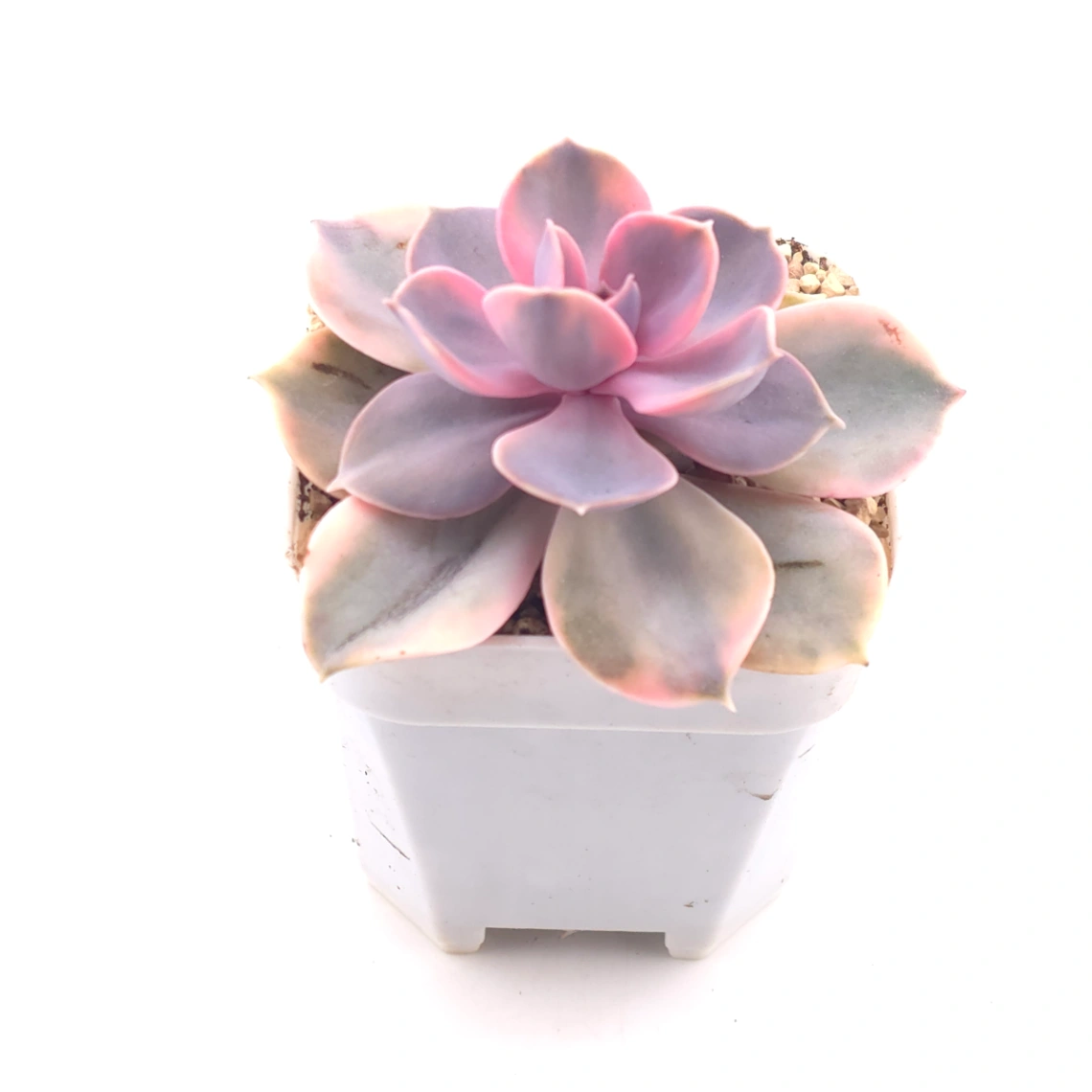 Echeveria ‘Rainbow’ | 彩虹錦 thumbnail 2