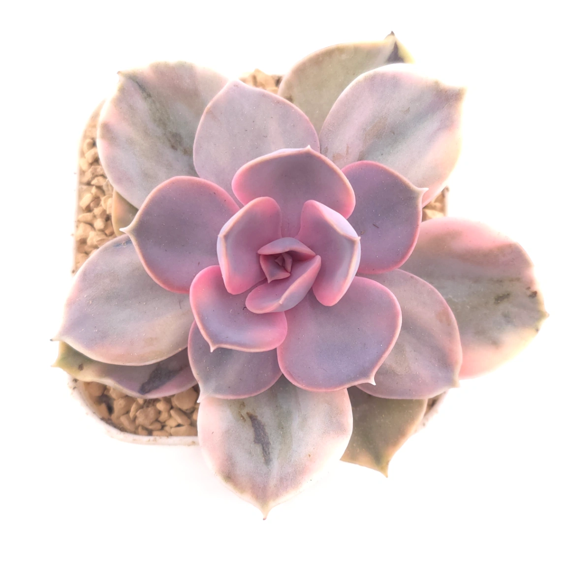 Echeveria ‘Rainbow’ | 彩虹錦 - View 1