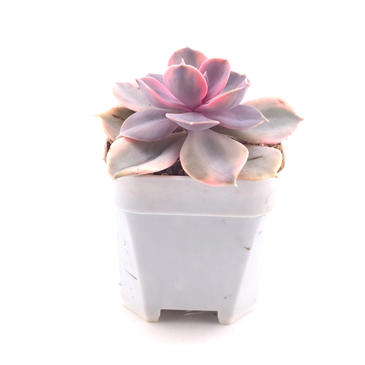 Echeveria ‘Rainbow’ | 彩虹錦 thumbnail 3