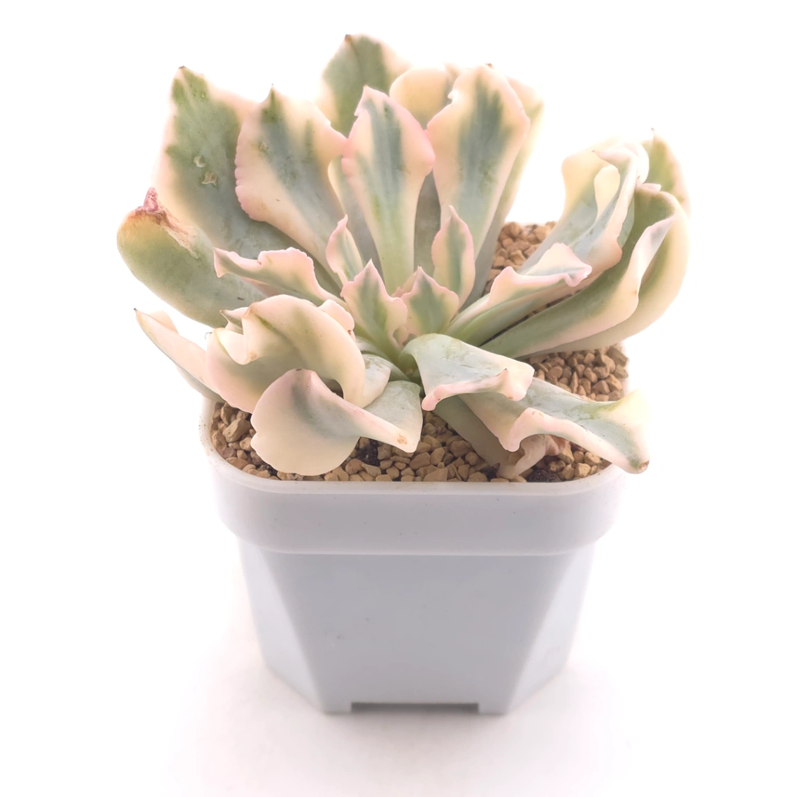Echeveria 'Saffron' variegated | 藏紅錦 thumbnail 2