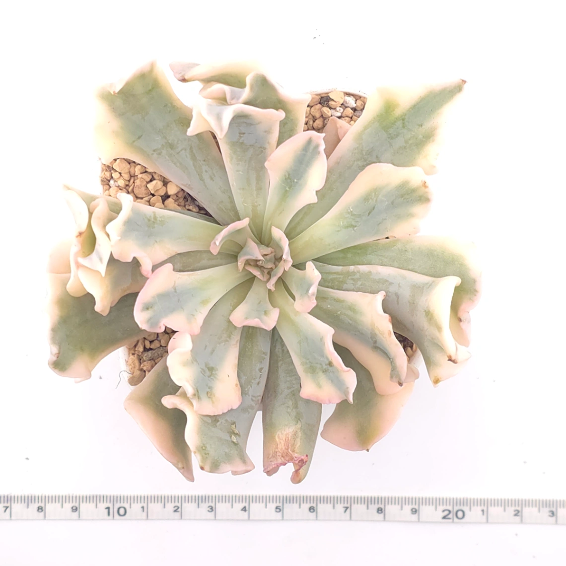 Echeveria 'Saffron' variegated | 藏紅錦 thumbnail 4
