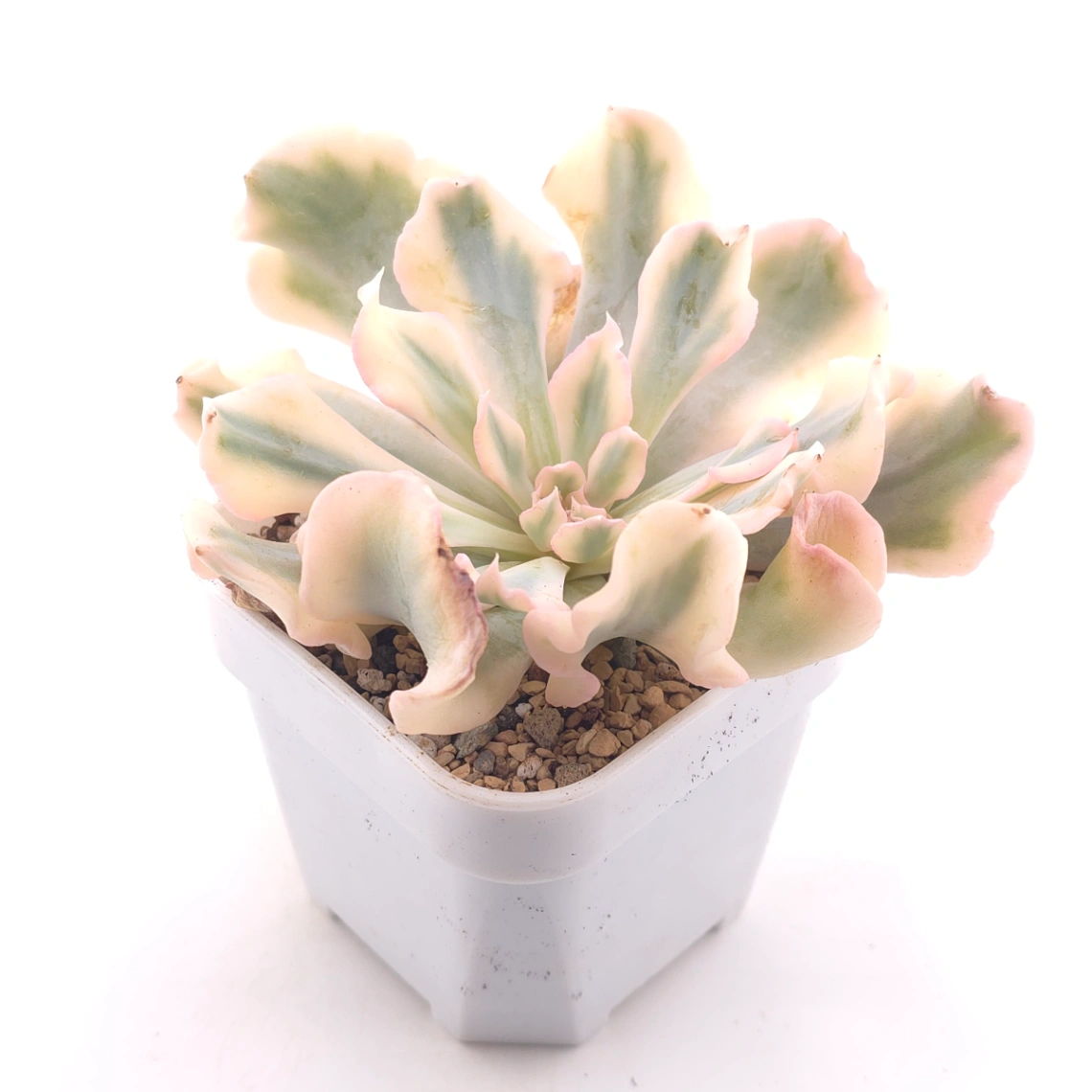 Echeveria 'Saffron' variegated | 藏紅錦 thumbnail 2