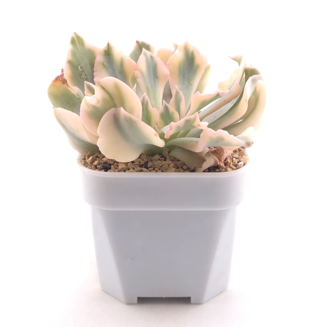 Echeveria 'Saffron' variegated | 藏紅錦 thumbnail 3