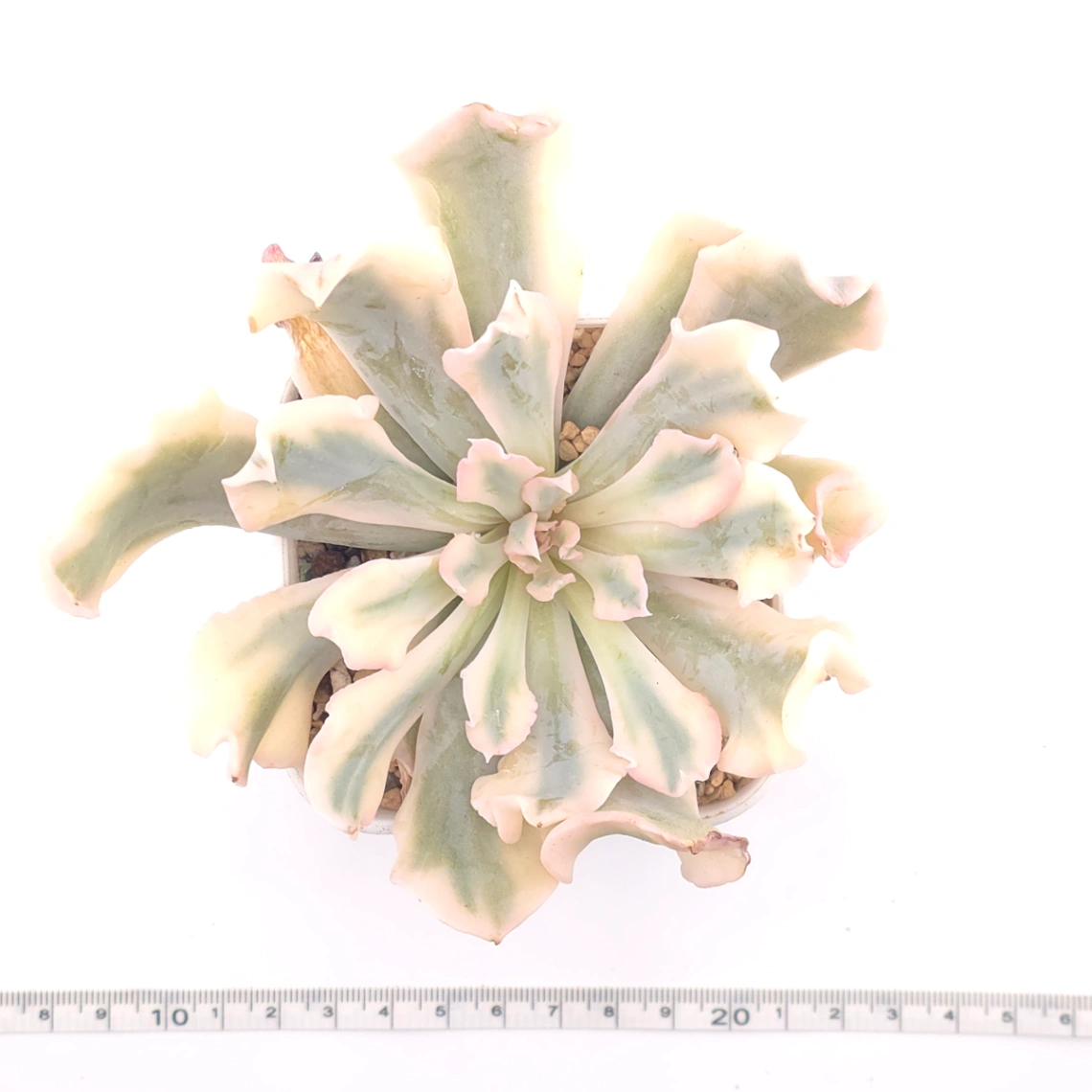 Echeveria 'Saffron' variegated | 藏紅錦 thumbnail 4