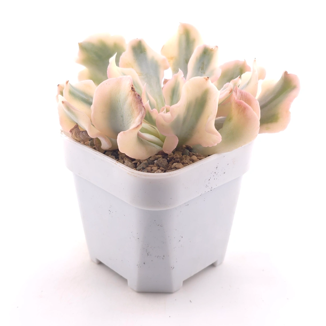Echeveria 'Saffron' variegated | 藏紅錦 thumbnail 3