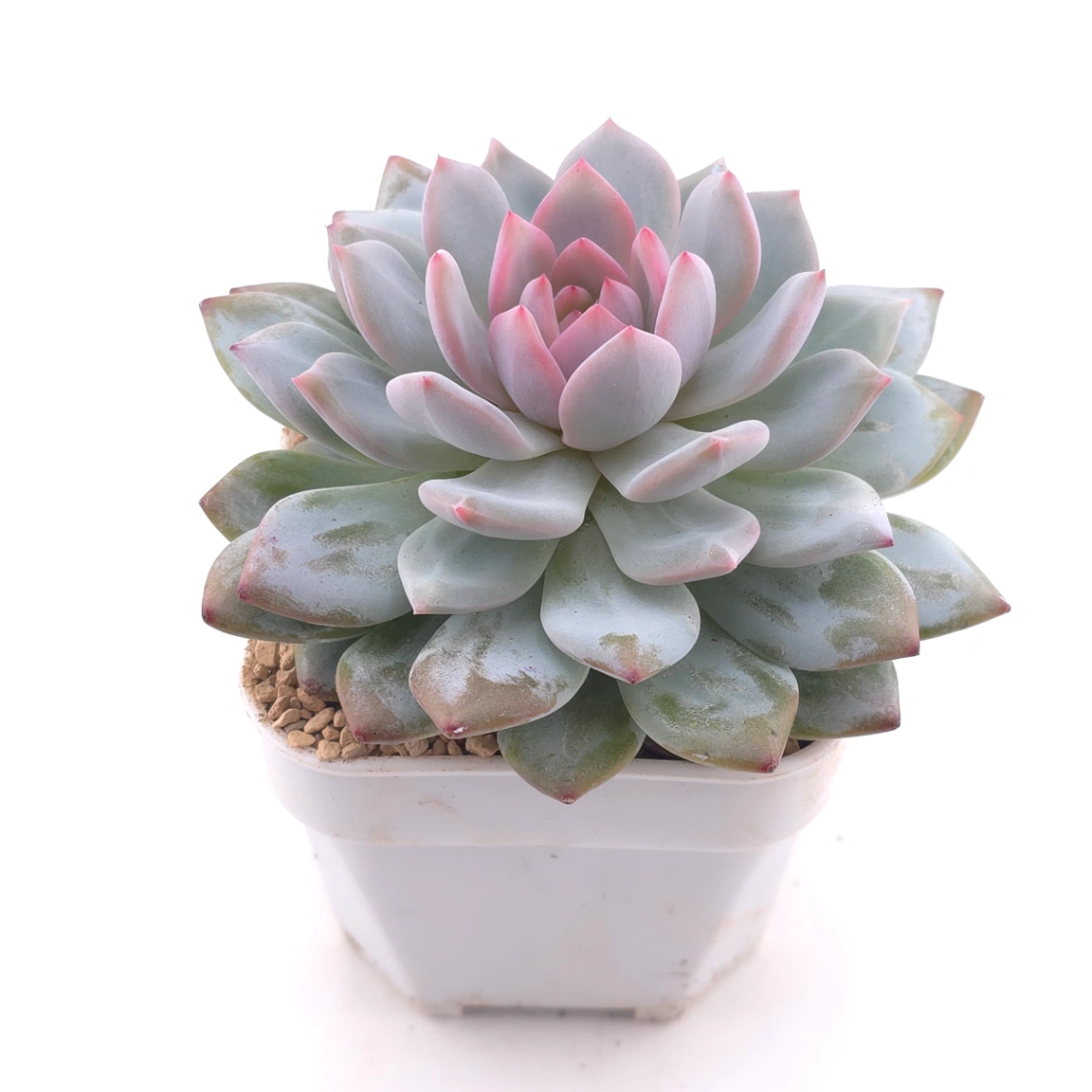 Echeveria ‘Star Orange’ | 星星橙 thumbnail 2