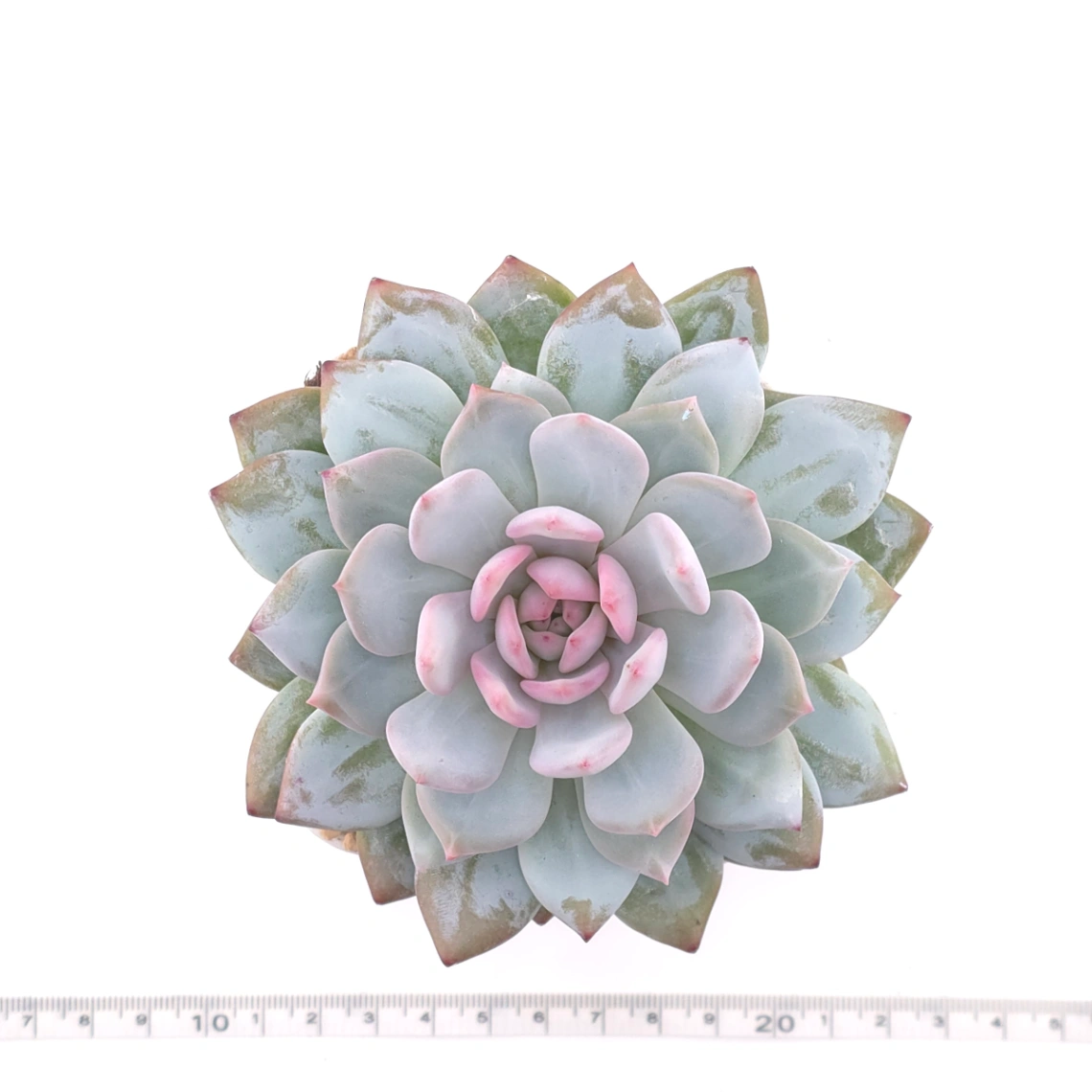 Echeveria ‘Star Orange’ | 星星橙 thumbnail 4